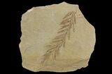 Dawn Redwood (Metasequoia) Fossil - Montana #142537-1
